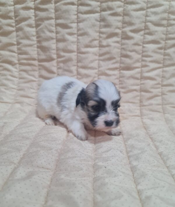 Abi Havanese