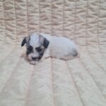 Abi-female-havanese-puppy-for-sale-1 (4)