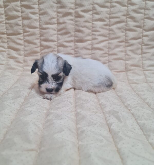Abi Havanese