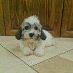 Rams Havanese