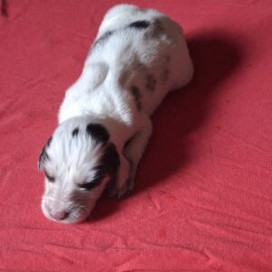 Alain Saluki Persian Hound