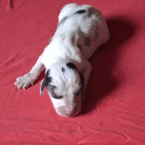 Alain Saluki Persian Hound