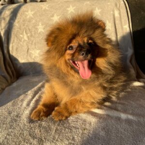 Alan German Spitz