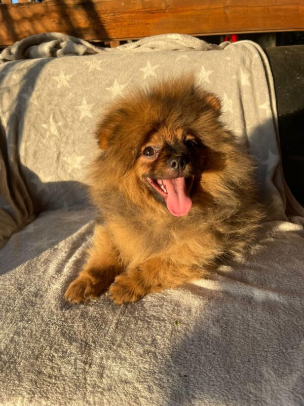 Alan German Spitz