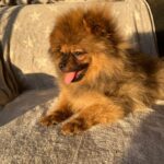Alan-male-german-spitz-puppy-for-sale- (2)