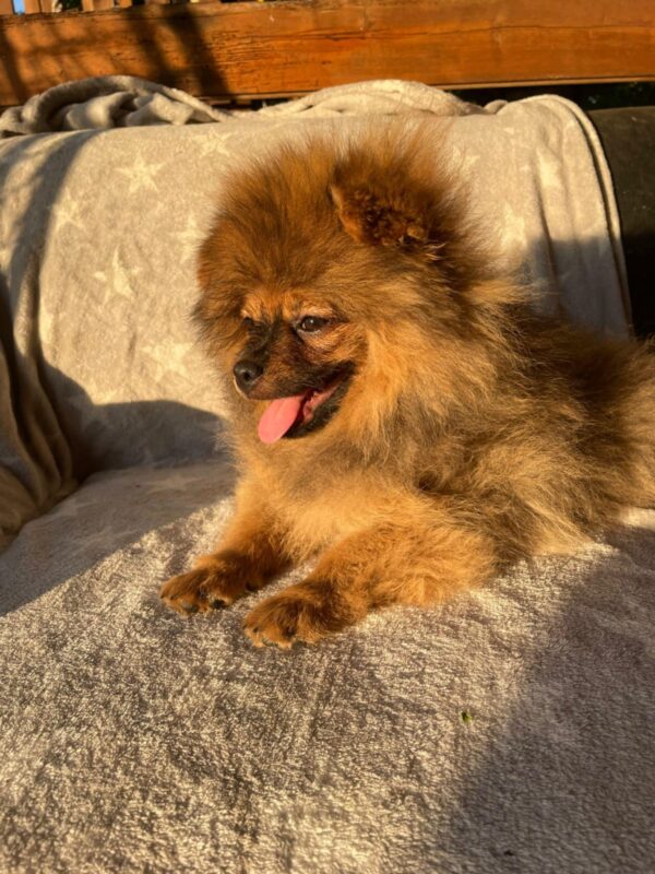 Alan German Spitz