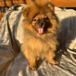 Alan-male-german-spitz-puppy-for-sale- (3)