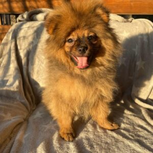 Alan German Spitz