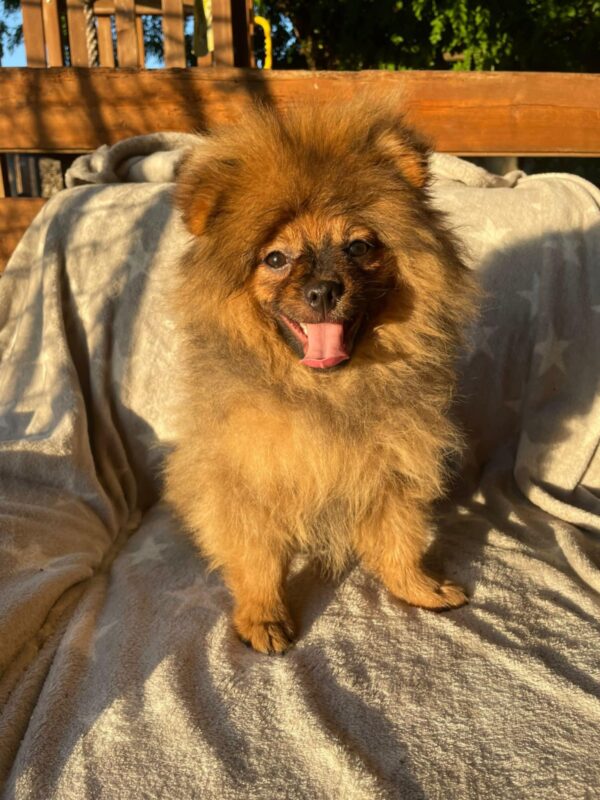 Alan German Spitz