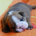 Yuki English Bulldog