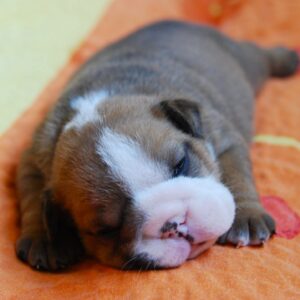 Alex English Bulldog