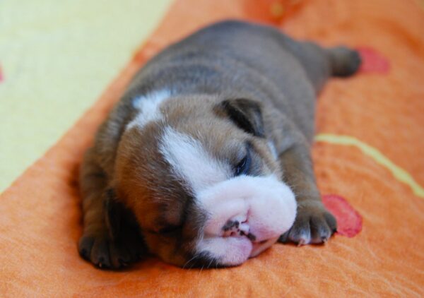 Alex English Bulldog