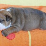 Alex-male-english-bulldog-puppy-for-sale (2)