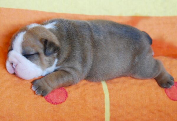 Alex English Bulldog