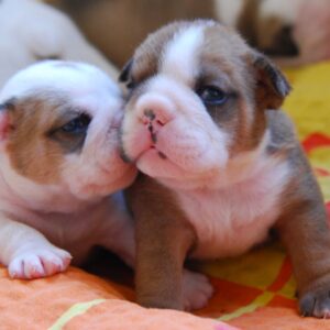 Alex English Bulldog