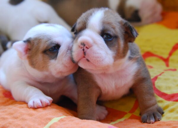 Alex English Bulldog