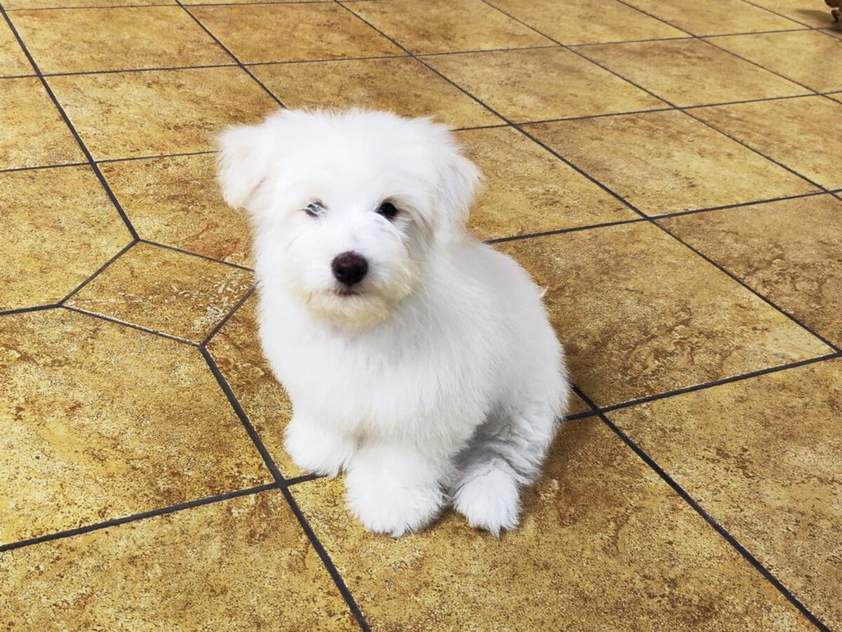 Coton De Tulear Dogs and Puppies for sale