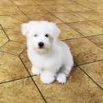Alex-male-mCoton-De-Tulear-puppy-for-sale-1 (1)