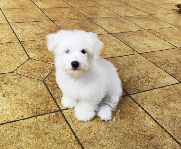 Alex Coton De Tulear