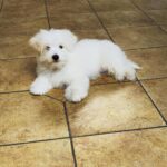 Alex-male-mCoton-De-Tulear-puppy-for-sale-1 (2)