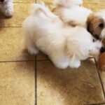 Alex-male-mCoton-De-Tulear-puppy-for-sale-1 (3)