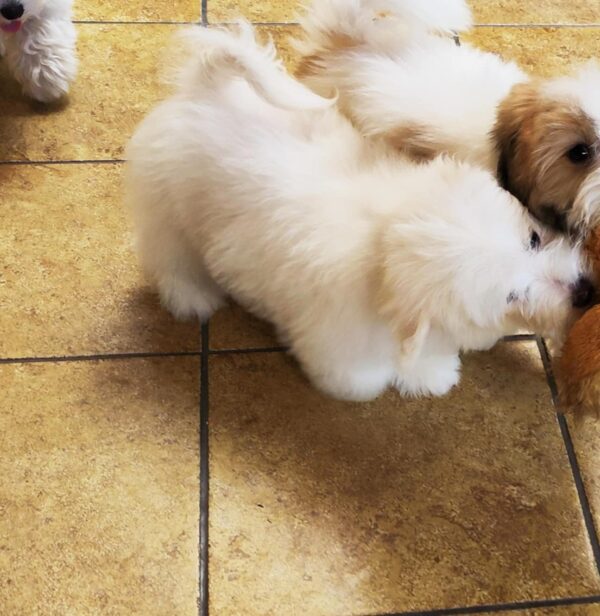 Alex Coton De Tulear