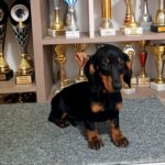 Alice-female-dachshund-puppy-for-sale-1 (1)