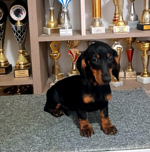 Alice Dachshund