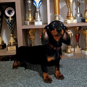 Alice Dachshund