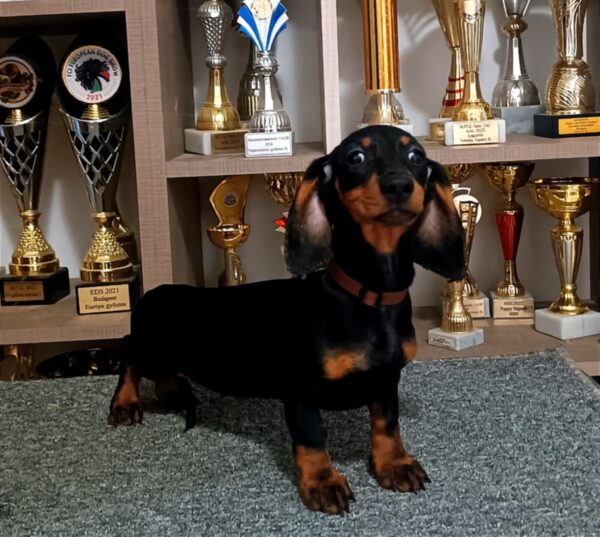 Alice Dachshund