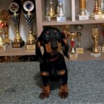 Alice-female-dachshund-puppy-for-sale-1 (5)