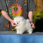 Alisa-female-Pomeranian-puppy-for-sale-1