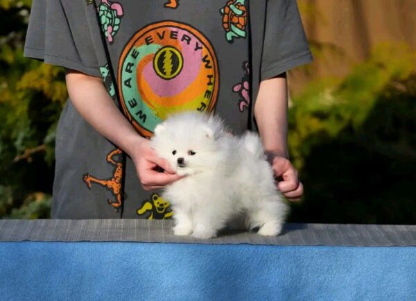 Alisa Pomeranian