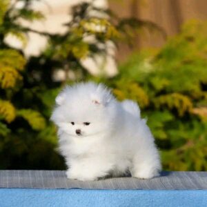 Alisa Pomeranian