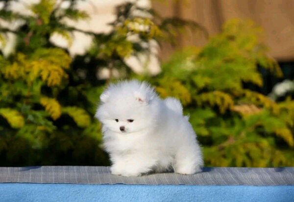 Alisa Pomeranian