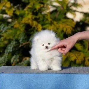 Alisa Pomeranian