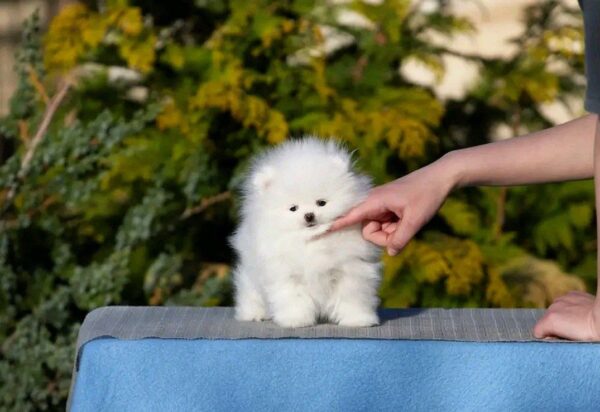 Alisa Pomeranian