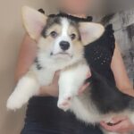 Amadeus Welsh Corgi
