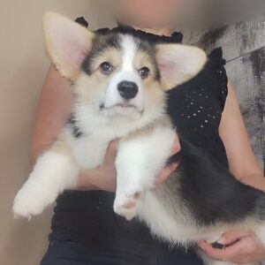 Alistair Welsh Corgi