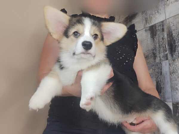 Alistair Welsh Corgi