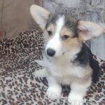Alistair-male-welsh-corgi-pembroke-puppy-for-sale-1 (2)