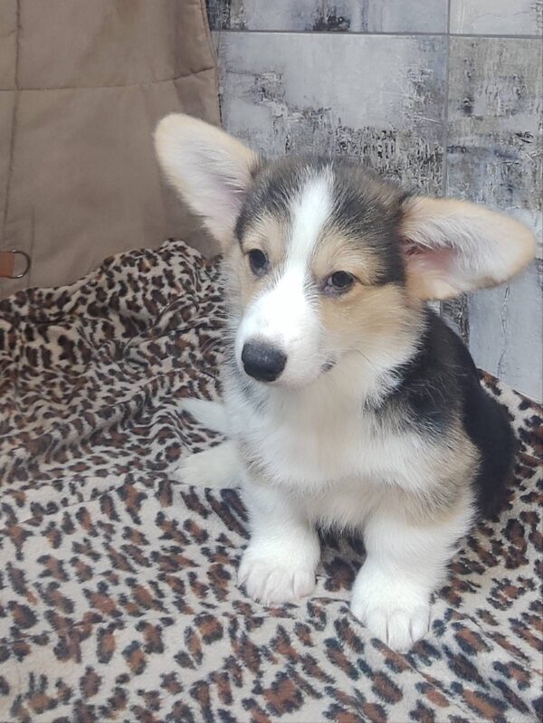Alistair Welsh Corgi