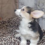 Alistair-male-welsh-corgi-pembroke-puppy-for-sale-1 (3)
