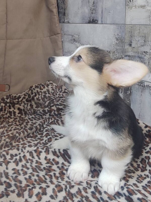 Alistair Welsh Corgi