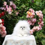 Alph-male-Pomeranian-puppy-for-sale-1
