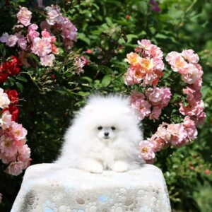 Alph Pomeranian