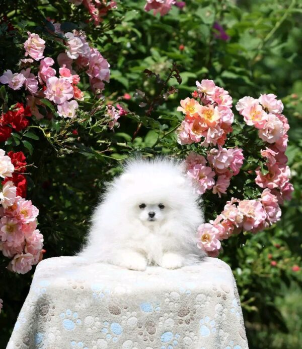 Alph Pomeranian