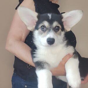 Amadeus Welsh Corgi