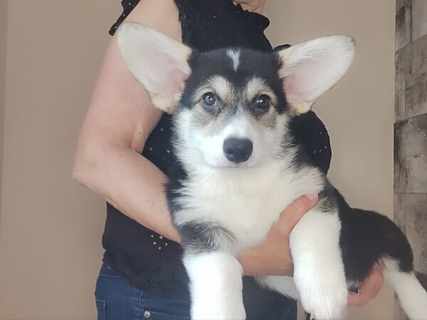 Amadeus Welsh Corgi