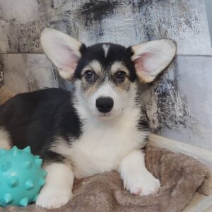 Amadeus Welsh Corgi